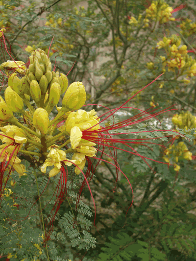 caesalpinia gilliesii flower KM